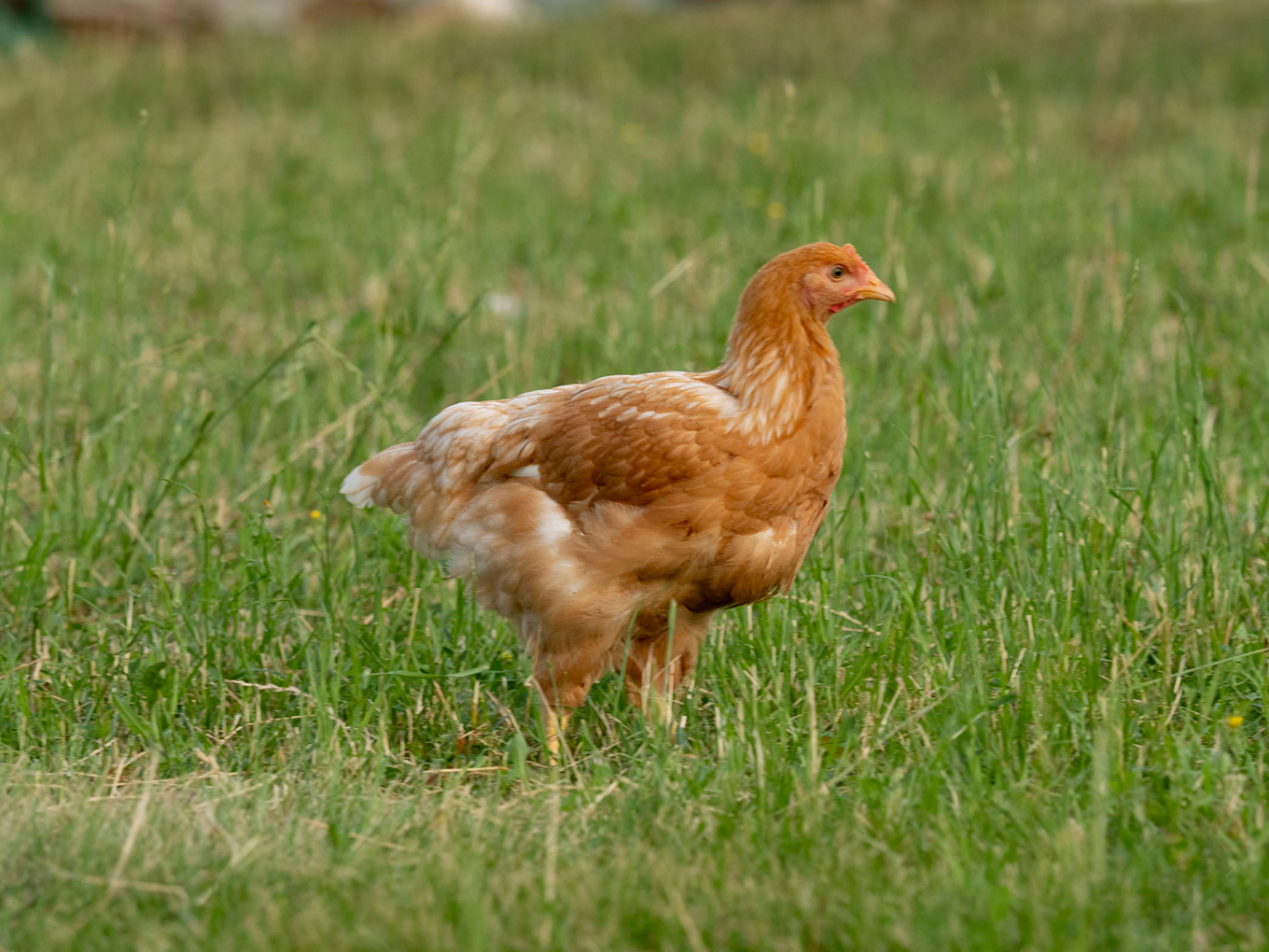 La scelta fondamentale: il pollo a lento accrescimento